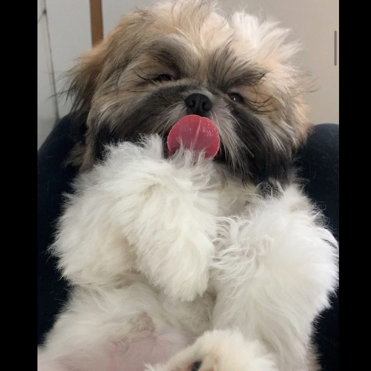 Candid Shih Tzu close-up