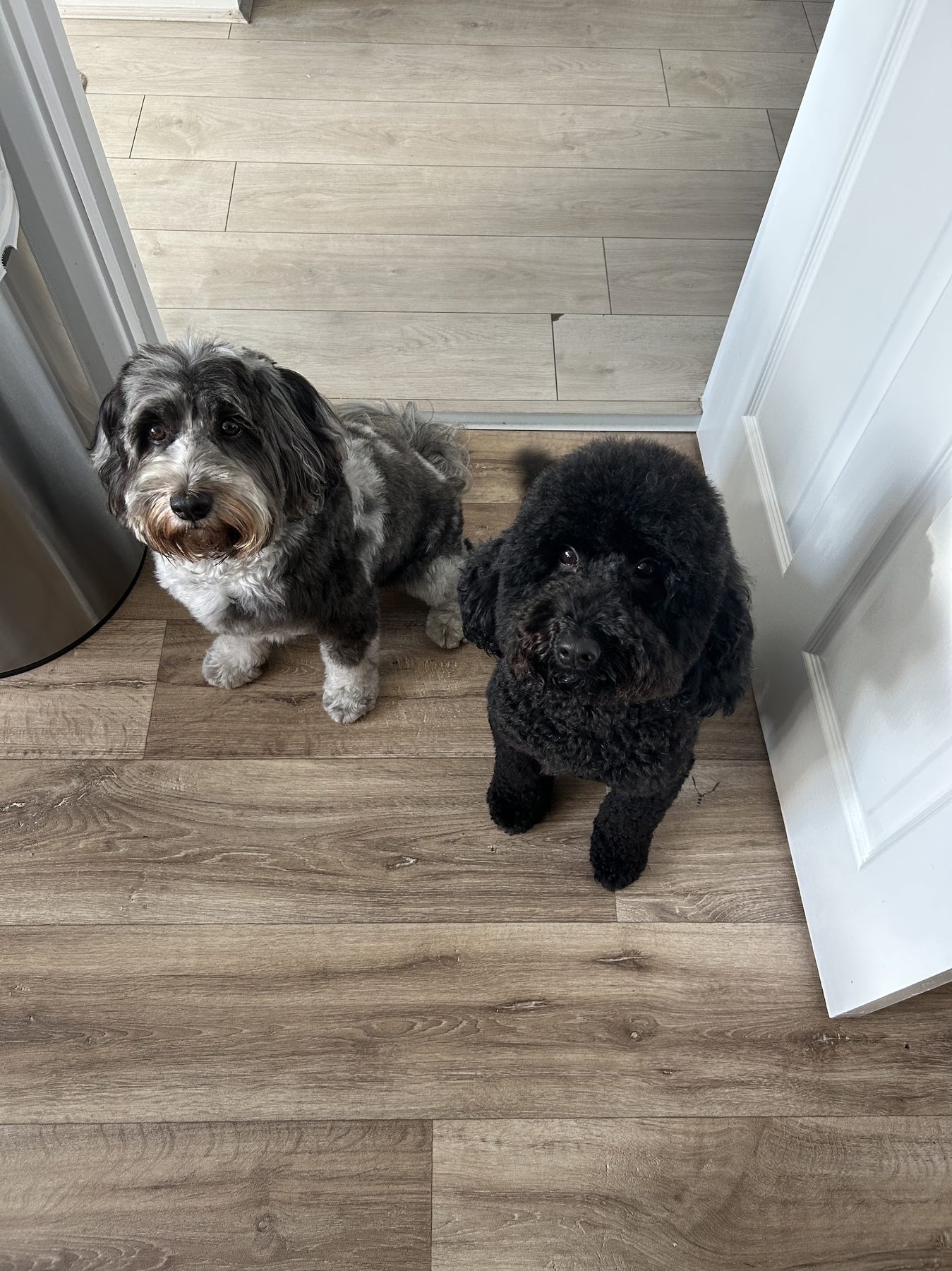 Two freshly groomed dogs waiting at a doorway