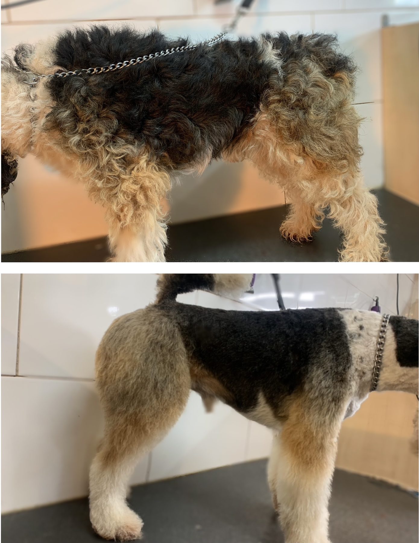 Before and after of a patterned dog's groomed coat