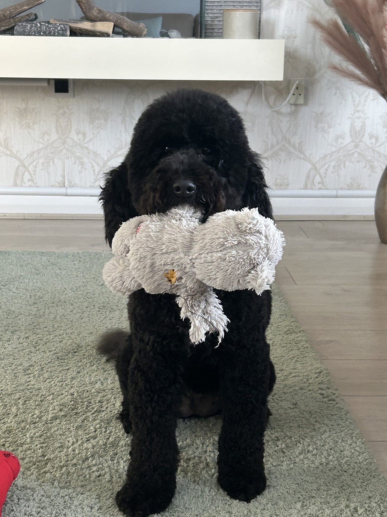 Well-groomed black fluffy dog holding a toy