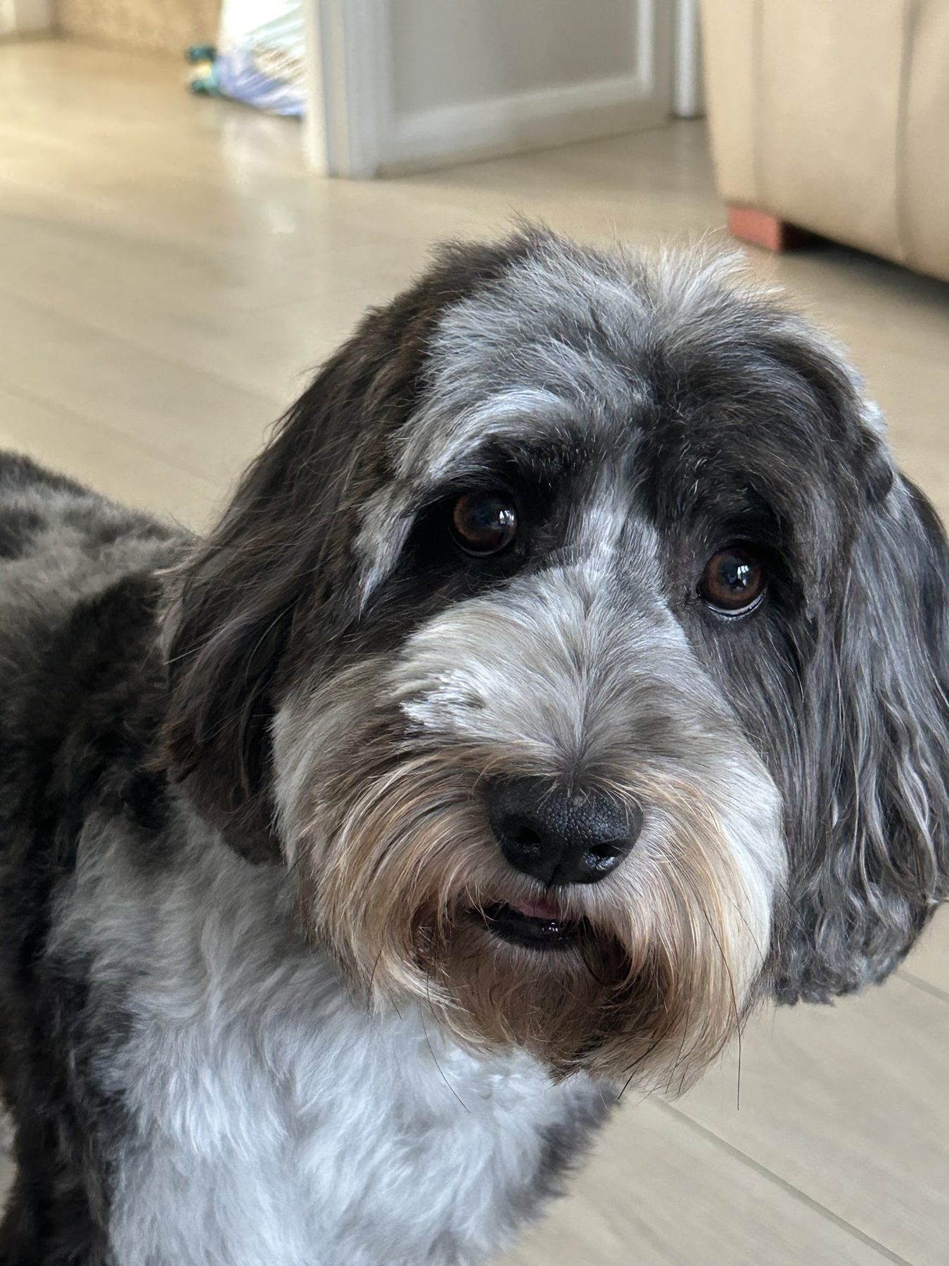 Well-groomed grey and white terrier close-up